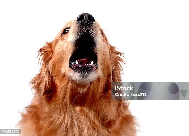 Uivar - Fotografias de stock e mais imagens de Cão - Cão, Latir, Uivar