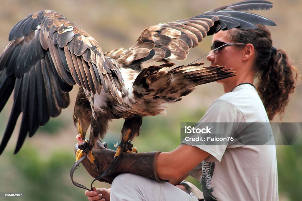 "Eagle on the hand" Adult eagle on the hand of its trainer putting, handsome girl with its filled eagle all the frame  Animal Trainer Stock Photo