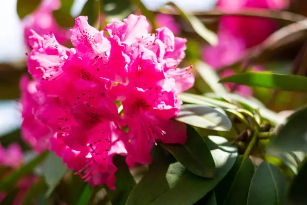 Photo of Pink azalea bushes in spring