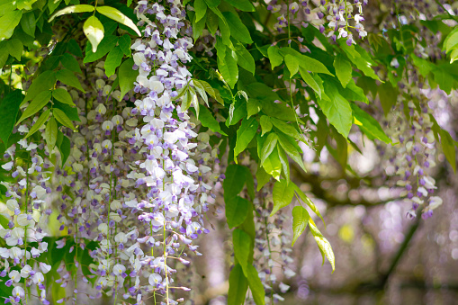 Blooming branch of wisteria in spring, close up