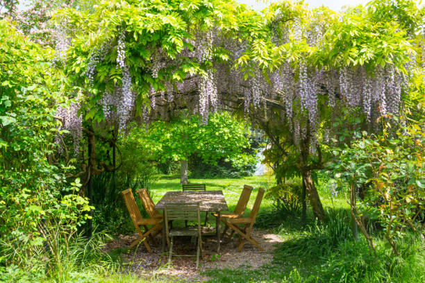 mesa con sillas en el mirador bajo glicinias en flor - wisteria fotografías e imágenes de stock