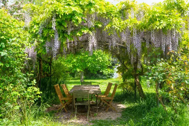 Table with chairs in the gazebo under blooming wisteria in spring