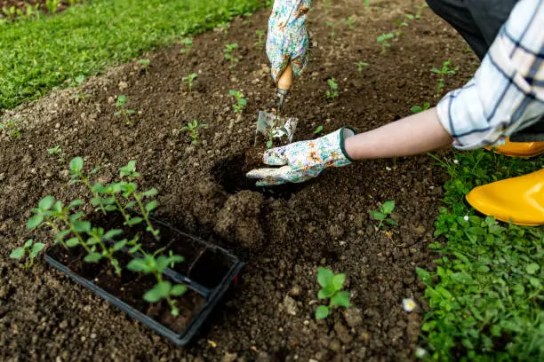 Female gardener planting flowers in her flowerbed. Gardening concept. Garden landscaping small business owner. Planting snapdragon seedlings.