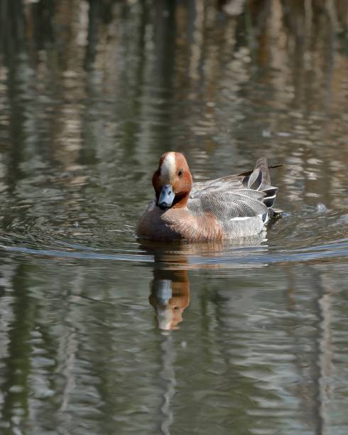 드레이크 오리 위전 연못의 배경에 클로즈업. - american wigeon 뉴스 사진 이미지