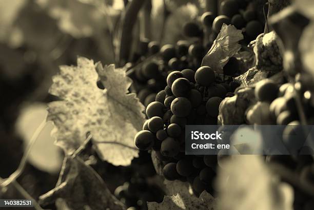 Uvas Para Vinho - Fotografias de stock e mais imagens de Agricultura - Agricultura, Anoitecer, Ao Ar Livre