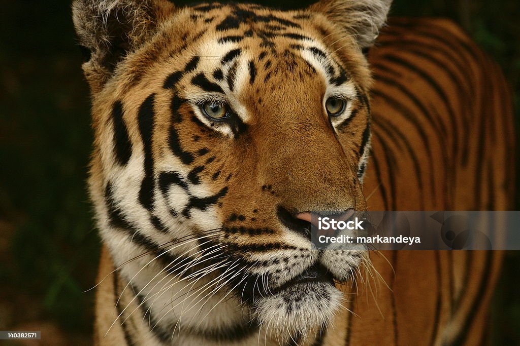 Tiger This photo was taken in Bannerghatta National Park, Bangalore, India. Animal Stock Photo