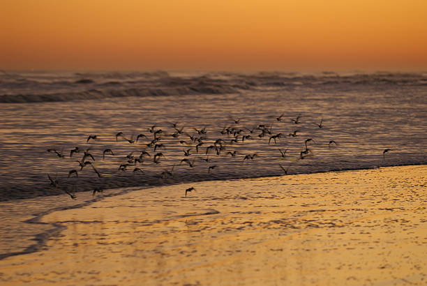 Evening Flight stock photo