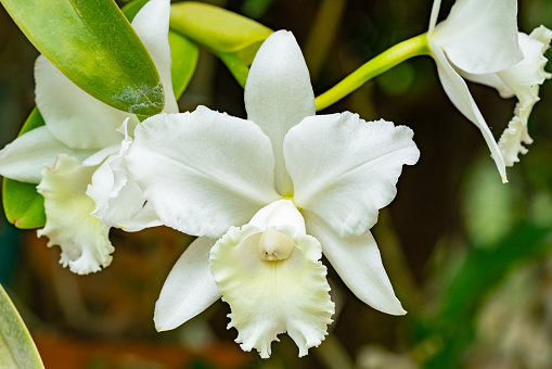 View of blooming white cattleya with green leaves growing in a botanical garden in summer season.