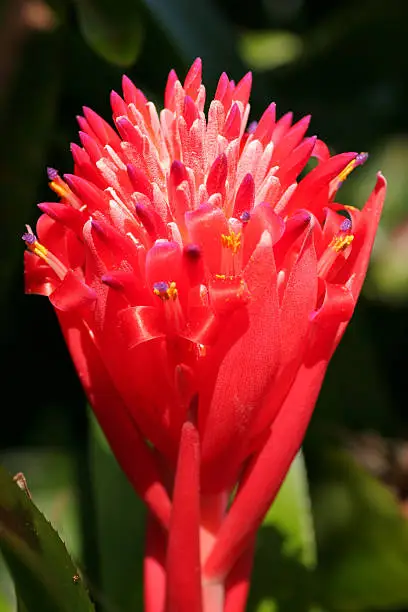 Photo of Spiky Red Flower