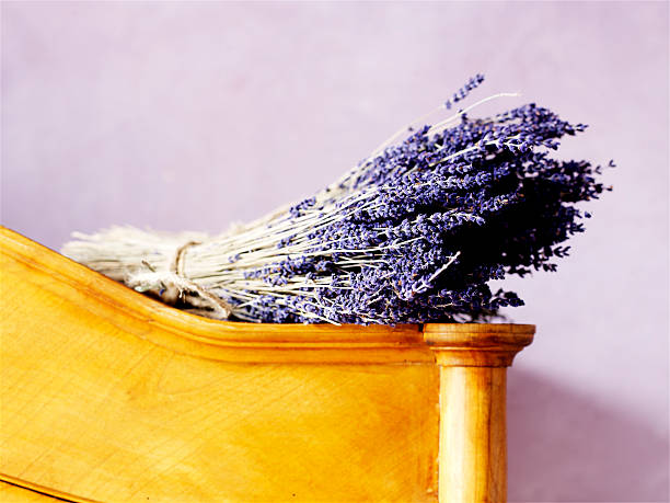 lavender stock photo