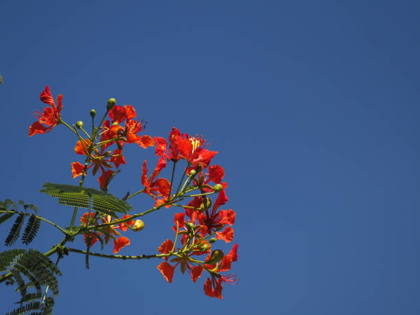 istock red pink flowers green leaves silvery sky clouds 1403829647