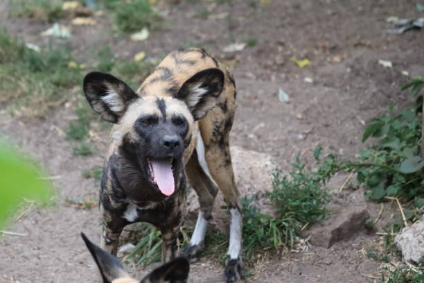 istock African Wild Dog Being Cheeky 1403829662