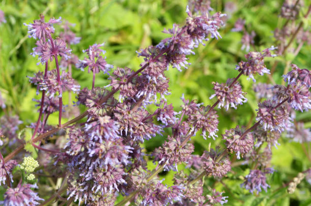 istock In nature, the blooms Salvia verticillata 1403829864
