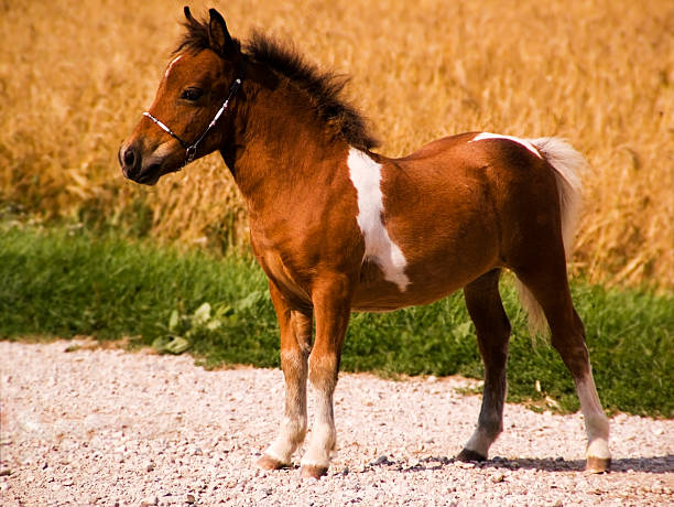 A gorgeous red and white pinto Falabella miniature horse in front of a golden grain field