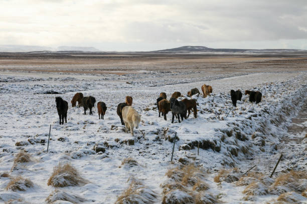 caballos escandinavos pastan en la nieve en islandia - horse iceland winter snow fotografías e imágenes de stock