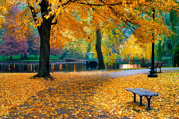 jesień w bostoński ogród publiczny - boston massachusetts new england tree zdjęcia i obrazy z banku zdjęć