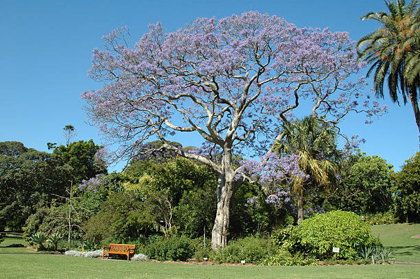 istock Sydney Royal Botanical Garden 140383082
