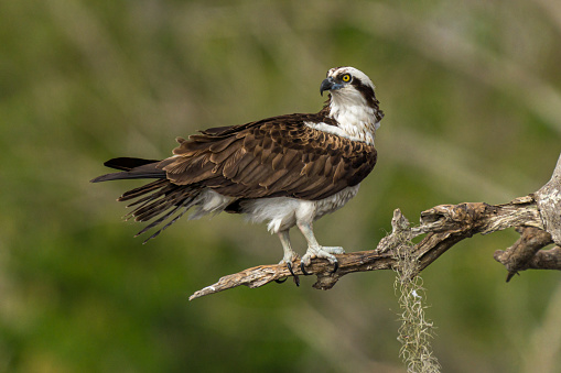 Osprey sits on top a pole, clutching a half-eaten fish.