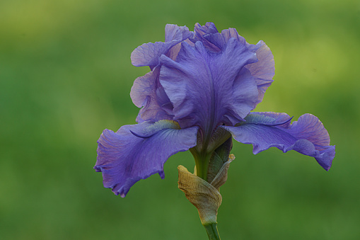 Closeup of Blue Iris