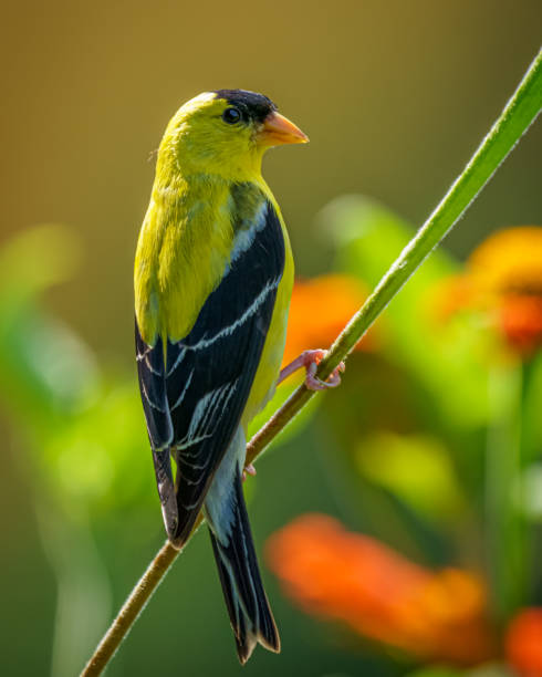 istock Male Goldfinch Perched on Plant Stem 1403831847