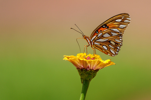 Gulf Fritillary Butterfly on Yellow Zinnia Flower