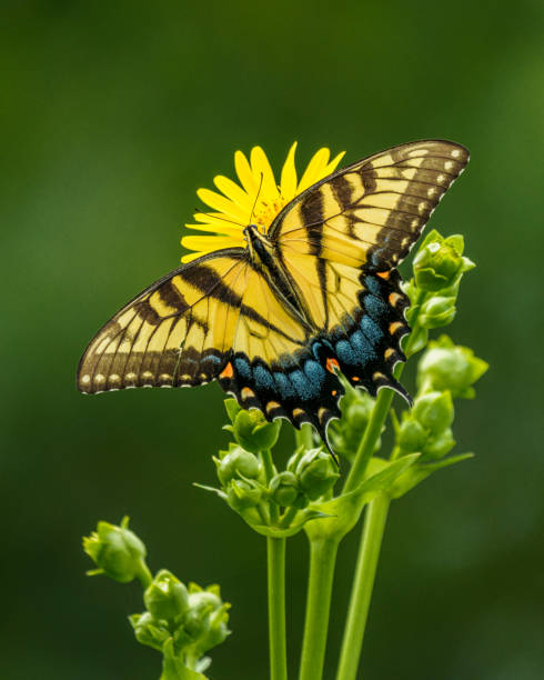 Eastern Tiger Swallowtail Butterfly on Yellow Flower