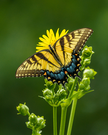 Eastern Tiger Swallowtail Butterfly on Yellow Flower
