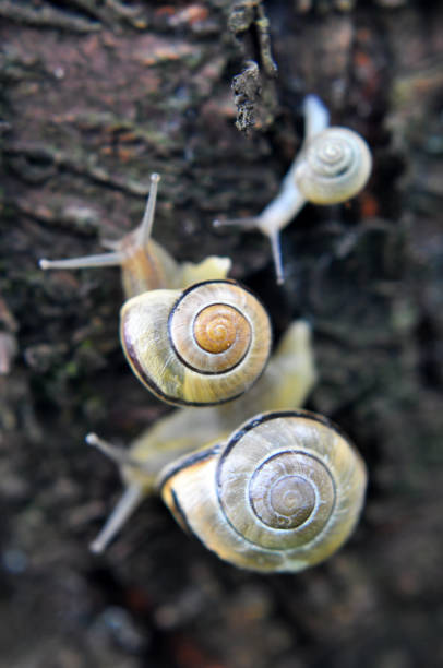 Cepaea nemoralis snails live in the wild