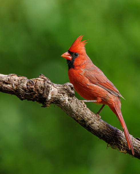 istock Male Northern Cardinal Perched on Tree Branch with Green Background 1403831994
