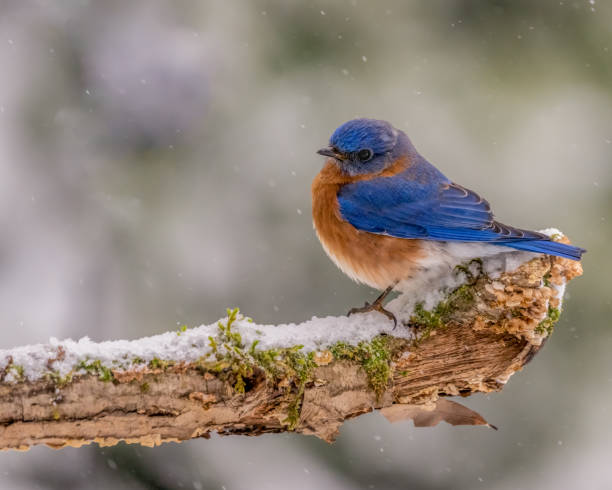 istock Male Eastern Bluebird Perched on snow covered tree branch 1403832034