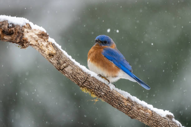 istock Male Eastern Bluebird Perched on Tree Branch in Snow 1403832036