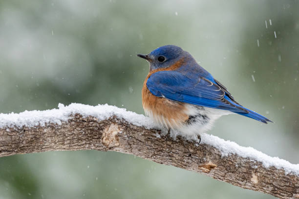 istock Male Eastern Bluebird Perched on Tree Branch in Winter Snow 1403832038