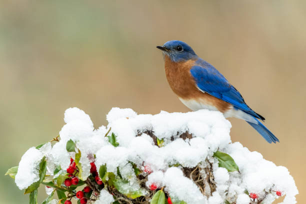istock Male Bluebird Perched on Snow Covered Holly Bush 1403832600