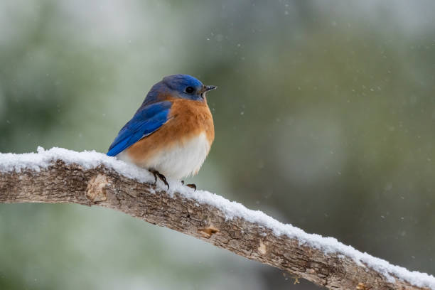 istock Male Eastern Bluebird Perched on Snow Covered Tree Branch in Winter 1403832625
