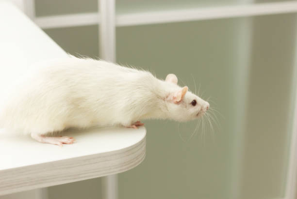 istock Cute white lab rodent (rat, hamster, pet) sitting on the table, sniffing, copy space, close up, white background. Laboratory. Veterinary clinic. Retail. Zoo market. Horizontal plane. 1403832686