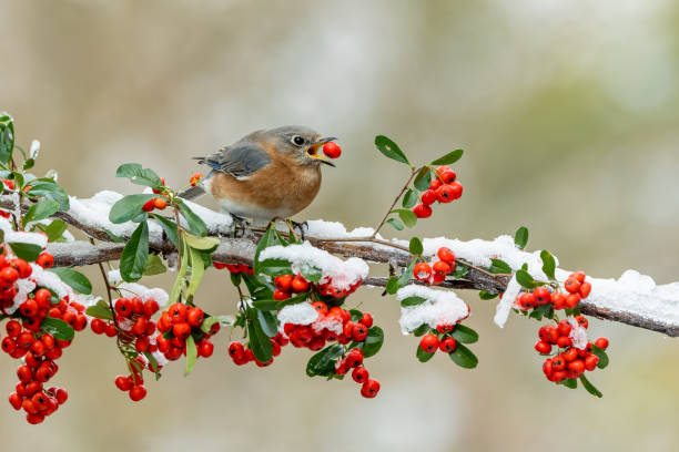 Bluebird Eating Holly Berry Bluebird Eating Holly Berry south carolina photos stock pictures, royalty-free photos & images