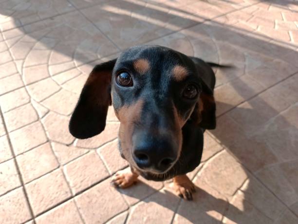 istock Cute dog, looking at the camera 1403832846