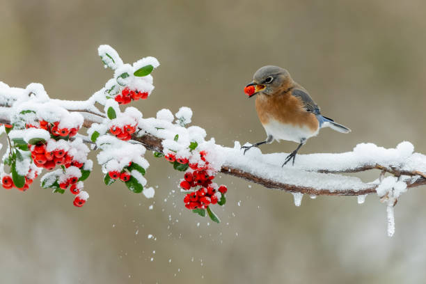 istock Female Eastern Bluebird Eating Holly Berry 1403832863