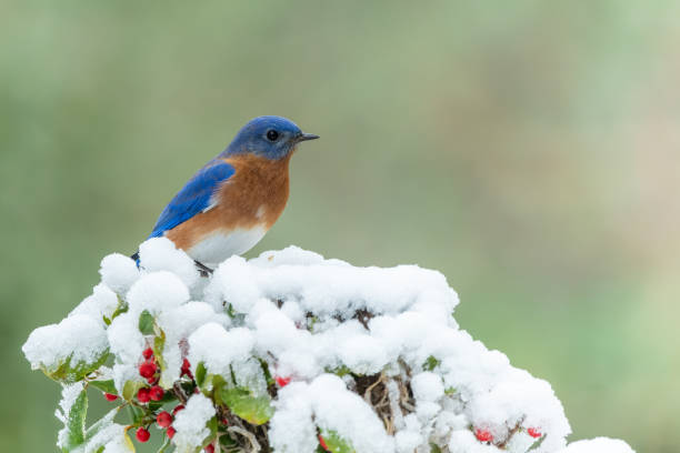 istock Male Eastern Bluebird Perched on Snow Covered Holly Bush 1403832943
