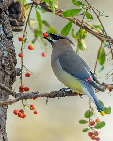 After tugging and grabbing hold of old fruit on a crab apple fruit tree, a wild Bohemian waxwing bird works to locate another target in Littleton, Colorado.