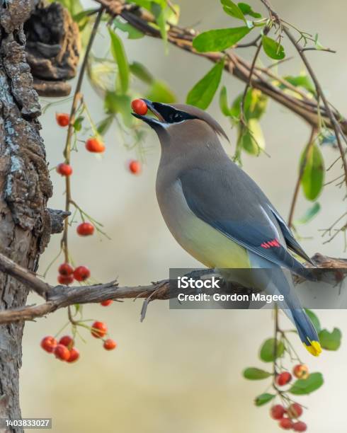 Cedar Waxwing Eating Red Berry While Perched On Vine Stock Photo - Download Image Now