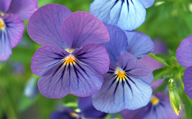 istock purple pansies on a flower bed 1403833204