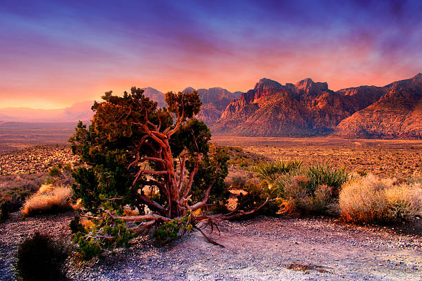 каньон красная скала, невада - nevada desert landscape cactus стоковые фото и изображения