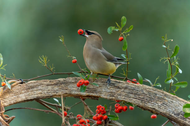 istock Cedar Waxwing Eating Red Berry While Perched on  Old Wagon Wheel 1403833447