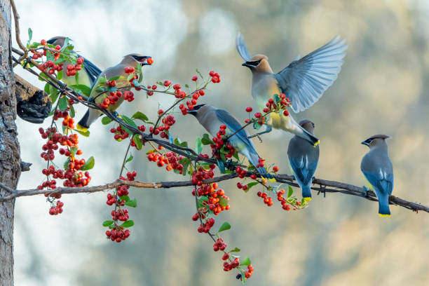 istock Flock of Cedar Waxwings Eating Red Berries while Perched on Barbed Wire 1403833481