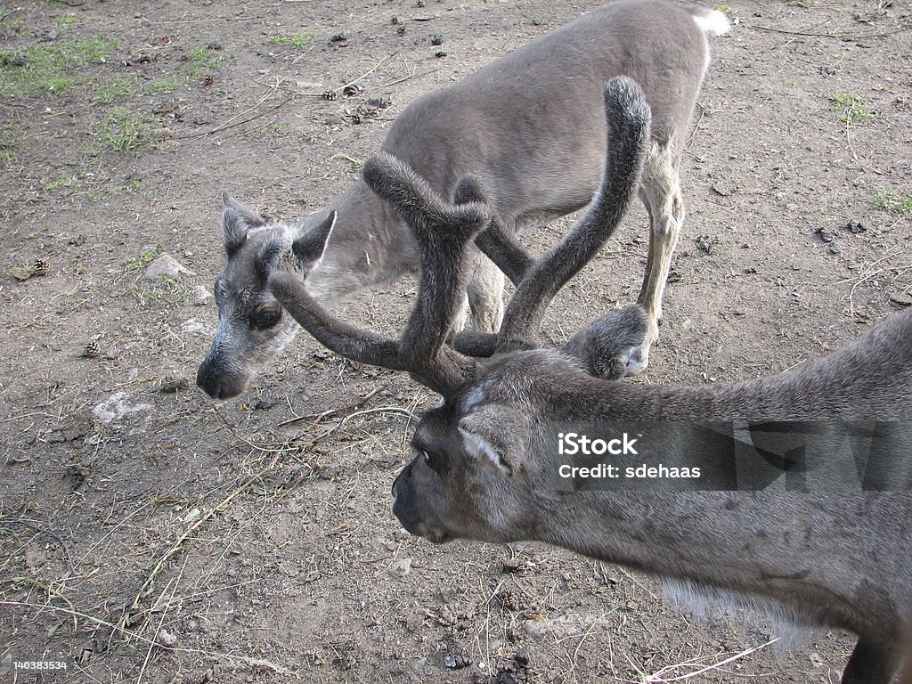 Две маленькие reindeers - Стоковые фото Горизонтальный роялти-фри