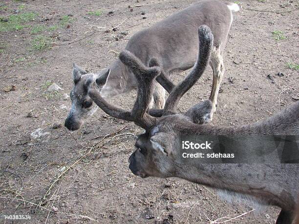 Две Маленькие Reindeers — стоковые фотографии и другие картинки Горизонтальный - Горизонтальный, Культура Норвегии, Милый