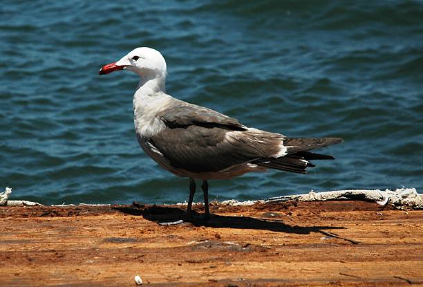 Heermann's Gull in Mission Bay of San Diego, CA stock photo