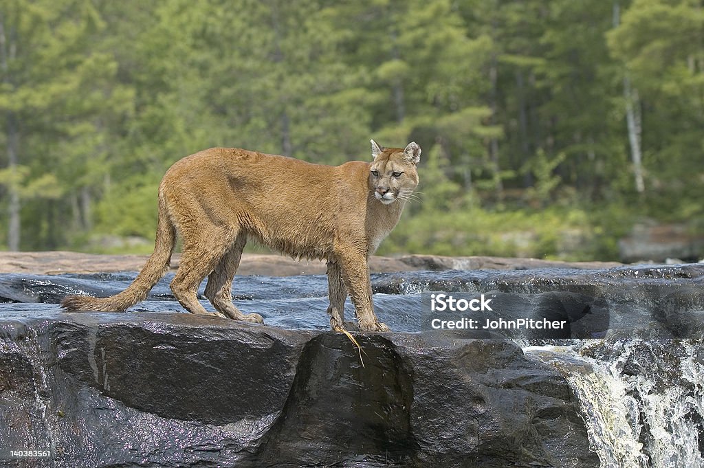 Cougar debout dans la rivière. - Photo de Puma - Félin libre de droits