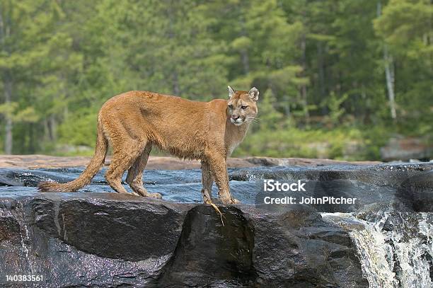 Cougar Em Pé Rio - Fotografias de stock e mais imagens de Puma - Gato não domesticado - Puma - Gato não domesticado, Animal, Animal selvagem